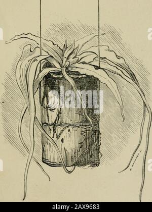 Der Farngarten: Wie man ihn macht, hält und genießt; oder die Farnkultur leicht gemacht. Oder ^^^ ADIANTTJM SETULOSFM. Der aphis wird mit einem weichen Pinsel oder einem CamePs-Haarstift verwendet, und um ein erneutes Auftreten zu verhindern, geben Sie mehr Luft. Für die Aufhängung von Farnen in den Fällen kann die äußere Schale der Kakao-Nuss und auch die harte Innenschale verwendet werden. Für allgemeine Zwecke ist Letzteres vorzuziehen. Verwaltung Von Fern Cases. 59 Wenn eine halbe Schale mit einer sauberen Kante zerbrochen ist, wird ein Kapitalkorb. Es erfordert eine scharfe Säge und etwas Geduld, um den Rand schön zu durchschnitten, wenn er viel gezackt ist. Die Löcher müssen in der Schale verbrennen, da sie geeignet sind Stockfoto