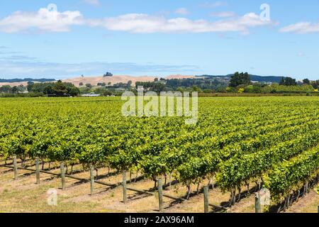 Weinberg, ESK Valley, Hawkes Bay, Neuseeland Stockfoto
