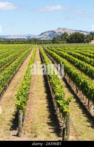 Weinberg, ESK Valley, Hawkes Bay, Neuseeland Stockfoto