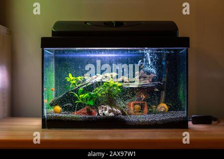 Kleines Fischtank-Aquarium mit bunten Schnecken und Fisch zu Hause auf Holztisch. Fischschüssel mit Süßwassertieren im Raum Stockfoto