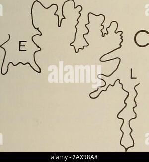 Annalen der South African Museum = Annale van sterben Suid-Afrikaanse Museum. Stockfoto