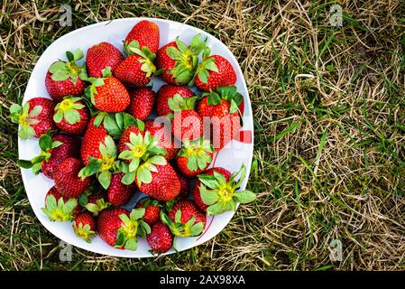 Süße wilde Erdbeeren auf einem weißen Teller auf einem grünen Rasen. Draufsicht - Bild Stockfoto