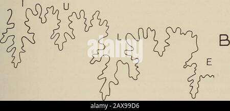 Annalen der South African Museum = Annale van sterben Suid-Afrikaanse Museum. Stockfoto