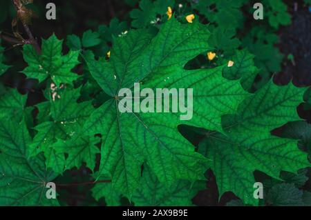 Frische grüne Ahorn-Blätter. Naturgrüner Hintergrund aus Ahorn-Blättern. Vorlage für das Design. Stockfoto