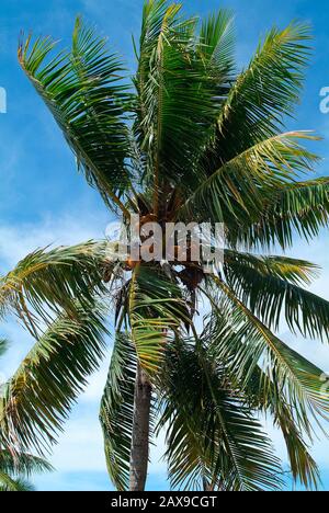 Fiji, Kokosnussbaum mit essbarem Obst Stockfoto