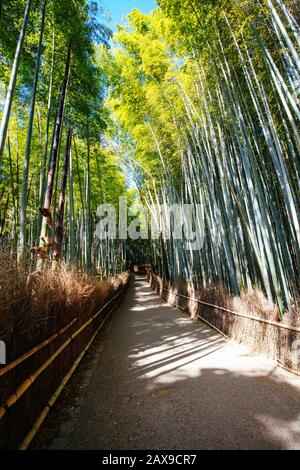 Arashiyama Bamboo Forest im südlichen Kyoto Japan Stockfoto