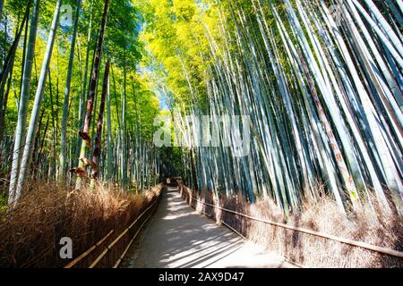 Arashiyama Bamboo Forest im südlichen Kyoto Japan Stockfoto