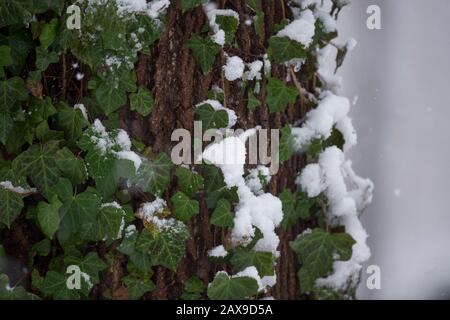 Ein großer Baumstamm mit grünen Blättern und Reben, die auf ihm verdeckt im Schnee wachsen. Stockfoto