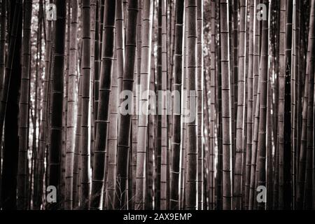 Arashiyama Bamboo Forest im südlichen Kyoto Japan Stockfoto