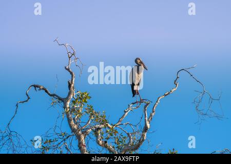 Asiatischer Openbill Vogel, der auf dem Ast steht, mit morgendlicher blauer Himmelsbeleuchtung. Stockfoto