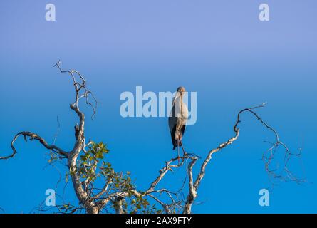 Asiatischer Openbill Vogel, der auf dem Ast steht, mit morgendlicher blauer Himmelsbeleuchtung. Stockfoto