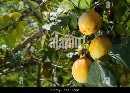 Kultivierung von Passionsfrüchten, Granadilla. Stockfoto