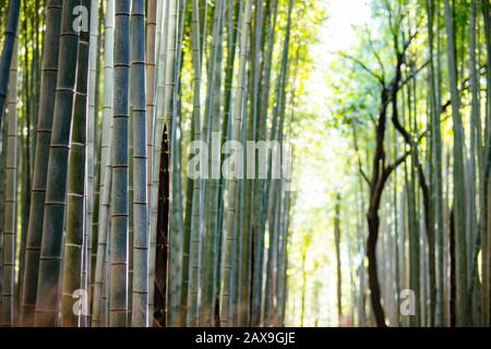 Arashiyama Bamboo Forest im südlichen Kyoto Japan Stockfoto