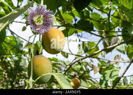 Kultivierung von Passionsfrüchten, Granadilla. Stockfoto