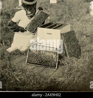 Verbeugungen in der Bienenkultur . ^-". Vol. XLIV., 15. Mai 1916 Nr. 10 MYERS Stockfoto