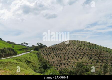 Grüne und schöne Berge in Antioquia, Kolumbien. Stockfoto