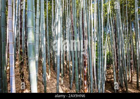 Arashiyama Bamboo Forest im südlichen Kyoto Japan Stockfoto