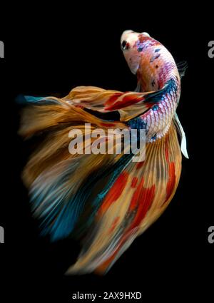 Half Moon nemo Betta Siamese fighting fish Bewegung mit schwarzem Hintergrund. Stockfoto