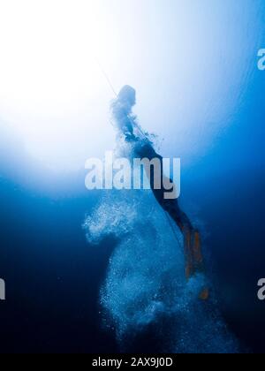 Der schwedische Meister Freediver Lotta Ericson steigt mit einer Aufzugtasche in Ägyptens berühmtem Tauchplatz Blue Hole in der Sinai-Wüste auf. Das Blue Hole, in der Nähe der Ferienstadt Dahab, ist zu einem Mekka für freizüchernde Champions auf der ganzen Welt geworden. Stockfoto