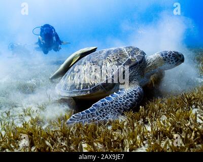 Taucher beobachten eine weidende grüne Schildkröte in Marsa Alam im Roten Meer, Ägypten. Stockfoto