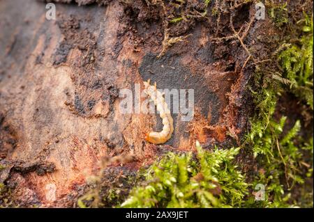 Gewöhnliche Kardinalkäferlarve, Pyrochroa serraticornis, Raubtier von unter verfallender Platanen lebenden Holzhaaren, Baumrinde mit spitzen Mandibeln Stockfoto