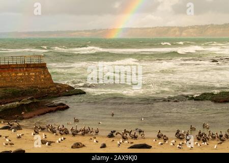 La Jolla, Kalifornien Strand und Regenbogen mit Seehunden faulenzen (wissenschaftlicher Name: Phoca vitulina) Stockfoto