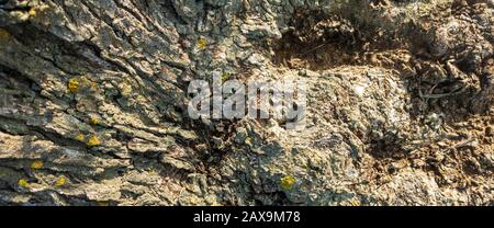 Hintergrund mit der Textur des Stammes eines Olivenbaums für grafische Ressourcen Stockfoto