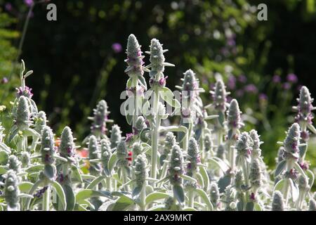 Rosafarbene Blumen von blühenden flauschigen Lammohren, Stachys Byzantina oder Woolly Hedgenette in der Frühlingssaison in der Morgensonne. Stockfoto