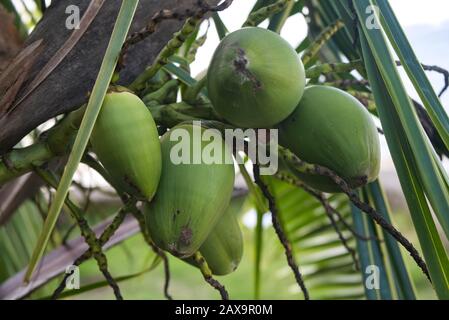 Nahaufnahme der grünen Kokosnüsse, die an einer Palme hängen Stockfoto