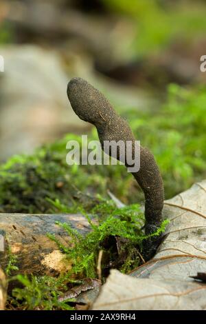 Xylaria longipes Pilz, der allgemein als abgestorbene Mollenfinger bezeichnet wird, die auf einem Ast in Blattwurz auf einem Waldboden wachsen. Stockfoto