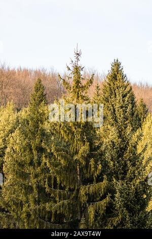 Pin-Bäume Wald im Sonnenlicht, Nahaufnahme Foto. Stockfoto