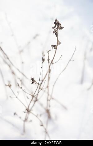 Trockene Wildblumen wachsen im weißen verschneiten Feld Stockfoto