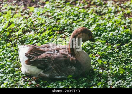 Eine große Toulouse Gans sitzt auf dem grünen Gras in Der Park Stockfoto