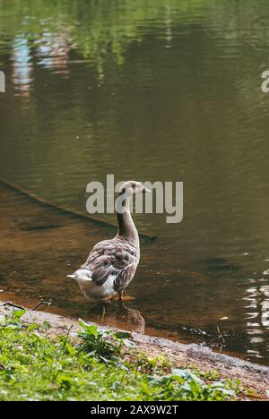 Eine große Toulouse Gans sitzt auf dem grünen Gras in Der Park in der Nähe des Sees Stockfoto