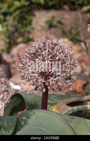 Rockery. Allium giganteum, gebräuchlicher Name Riesenzwiebel, ist eine in vielen Ländern als blühende Gartenpflanze angebaute asiatische Zwiebelart. Stockfoto