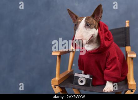 Modischer Hund trägt roten Hoodie, sieht hippster aus Stockfoto