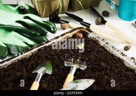 Gartenkonzept mit Werkzeugen und Boden für Pflanzen. Selektiver Fokus. Handschuhe, Accessoires für den Hausgarten Stockfoto