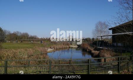 A Lake im London Wetland Center in Barnes London, Großbritannien Stockfoto