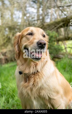 Wispa der goldene Retriever lächelt für ein schönes Frühlings-Waldporträt. Stockfoto