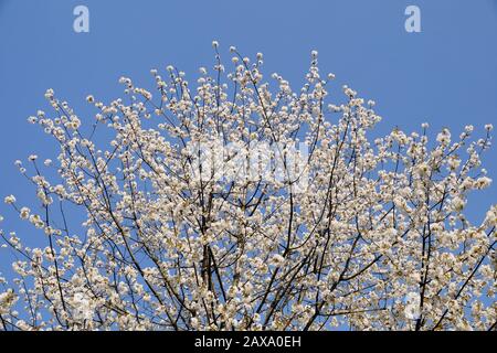 Intensiv blühender Obstbaum auf blauem Himmel. Das Symbol der Feder. Stockfoto