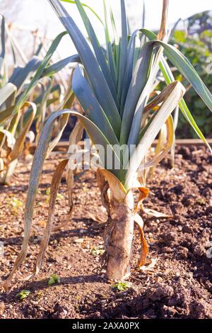 Schwaches Bild eines in einer Gemüsegarten-Zuteilung wachsenden Row Leeks (Allium ampeloprasum porrum). Stockfoto