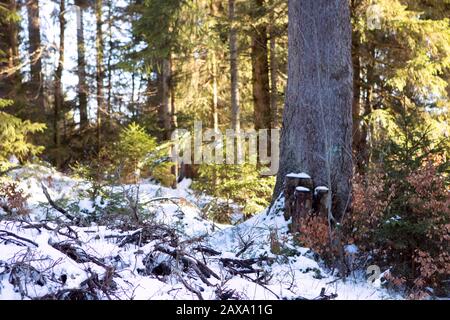 Verschneite Äste, Baumstamm im wilden Winterwald. Malerische Landschaft im Schwarzwald, Schwarzwald, Deutschland. Stockfoto