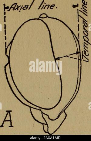 Bulletin - State Geological and Natural History Survey of Connecticut. Coxs/ /me-^. /^osfoce/hr///7e. Stockfoto