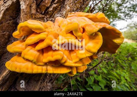 Laetiporus, Speisepilze, Laetiporus sulfureus, Schwefelboden, Huhn des Holzes, Hühnchenpilz, Hühnchenpilz Stockfoto