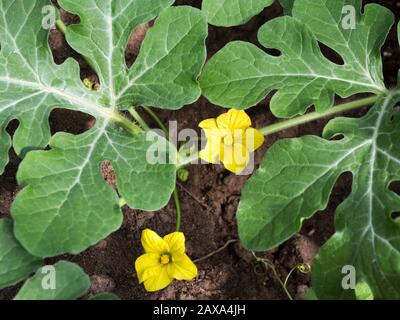 Wassermelonenblüte. Wassermelone grüne Blätter mit Blumen in organischem Garten. Blume der organischen Landwirtschaft, nahe Wassermelonenblume. Stockfoto