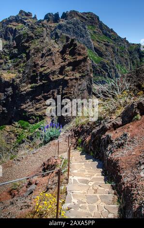 Wanderweg in den Bergen Madeiras. Die Treppe des Pfades ist aus vulkanischem Gestein gefertigt und mit Natursteinen gepflastert. Der Pfad ist von blühenden Blumen umgeben Stockfoto