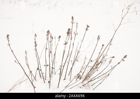 Trockene Wildblumen wachsen im weißen Schnee. Stockfoto