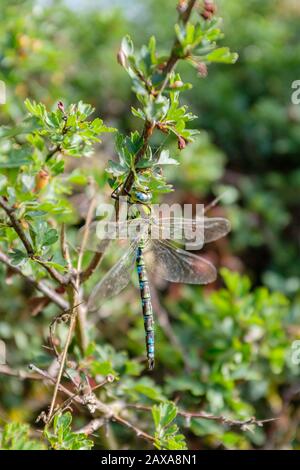 Rückansicht einer grünen männlichen Southern Hawker (Aeshna cyanea) Libelle in Ruhe, die den Kopf, Thorax und Bauch deutlich zeigt, England, Großbritannien Stockfoto