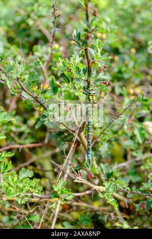 Rückansicht einer grünen männlichen Southern Hawker (Aeshna cyanea) Libelle in Ruhe, die den Kopf, Thorax und Bauch deutlich zeigt, England, Großbritannien Stockfoto