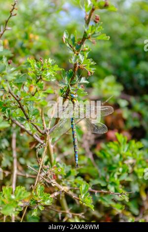 Rückansicht einer grünen männlichen Southern Hawker (Aeshna cyanea) Libelle in Ruhe, die den Kopf, Thorax und Bauch deutlich zeigt, England, Großbritannien Stockfoto